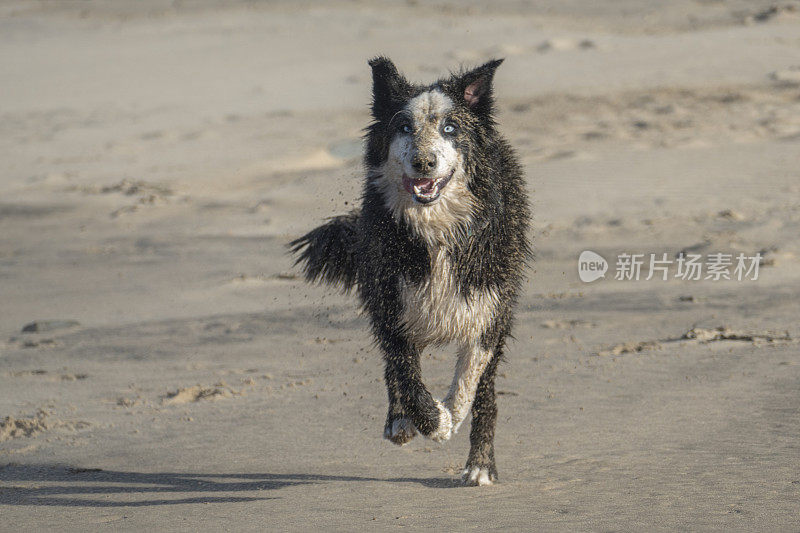 一只边境牧羊犬在海滩上奔跑