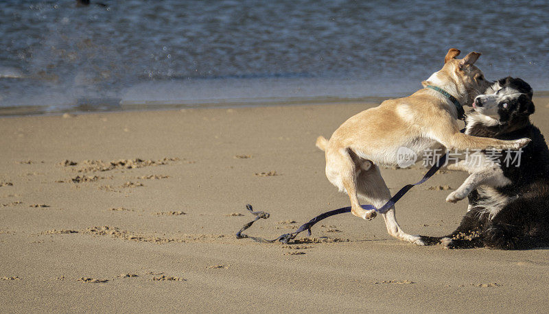 两只狗在海滩上打架