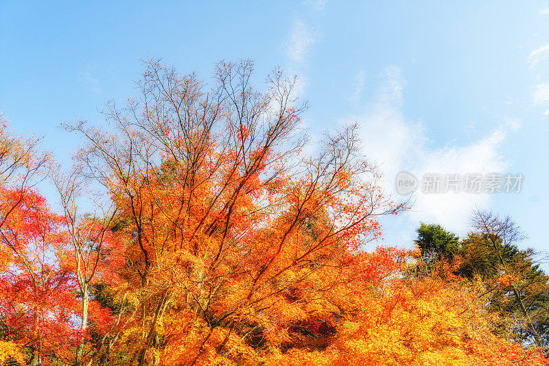 秋天的庐山枫叶