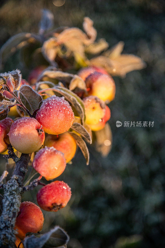 冷淡的苹果