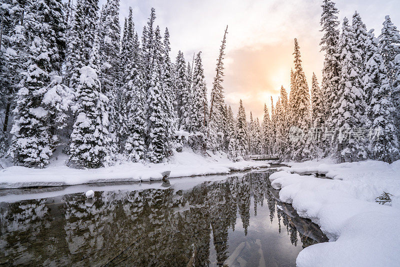 冬天被雪覆盖的松树和反映自然景观的河流-加拿大