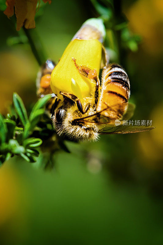 花上的蜜蜂