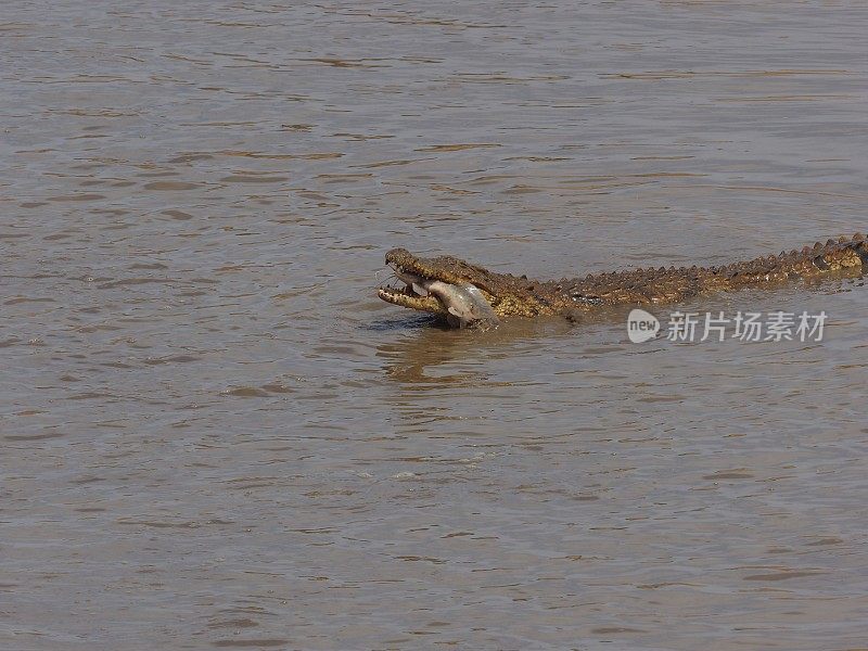 鳄鱼——纳米比亚