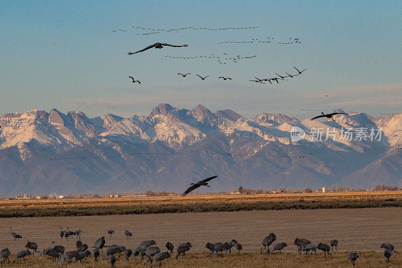 在蒙特维斯塔野生动物保护区，沙丘鹤在迁徙过程中飞过科罗拉多州中部