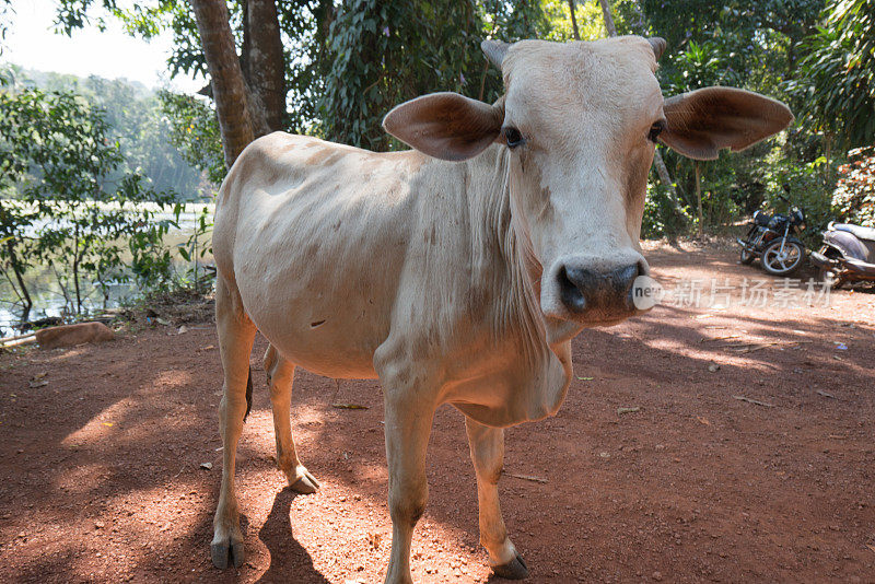神圣的白奶牛，印度