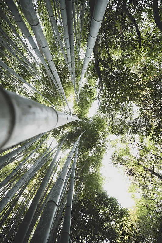 京都竹林