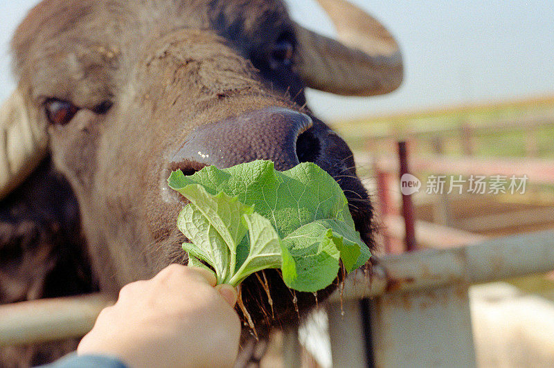 人用手喂食绿叶黑牛公