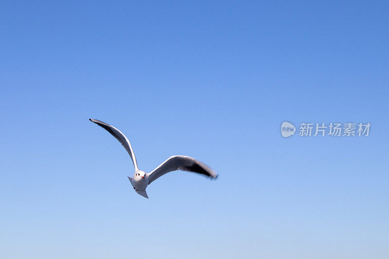 海鸥在湛蓝的天空中飞翔