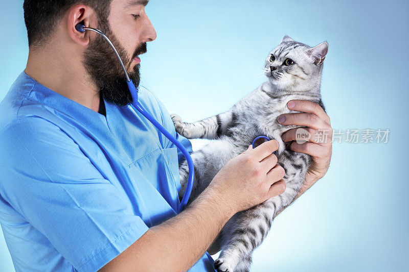 奇怪的猫医学检查从兽医