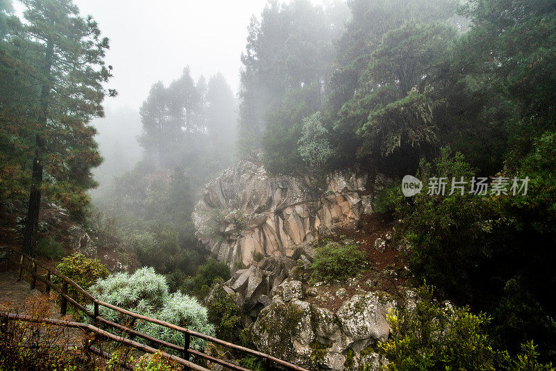 水平视图美丽的Frest与悬崖在云雾天气的科罗娜森林公园自然，特内里费，加那利群岛，西班牙-库存照片