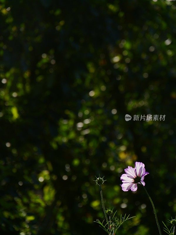 古老的围墙英国乡村别墅花园和分配与植物和鲜花