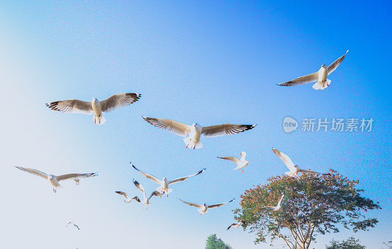 缅甸茵莱湖碧空中飞翔的海鸥