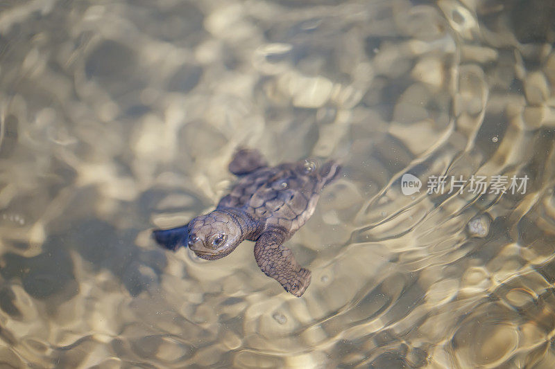 橄榄或高尔夫龟