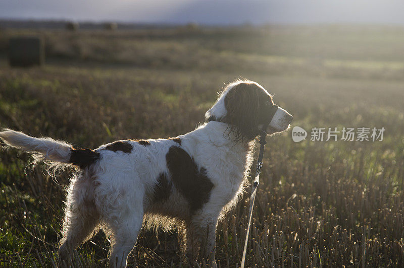 英语施普林格西班牙猎犬-枪狗在射击