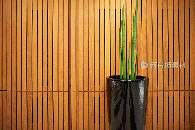 现代的室内植物