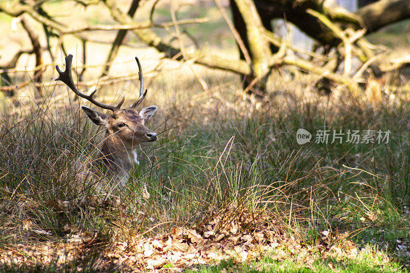 帕克兰鹿夏秋