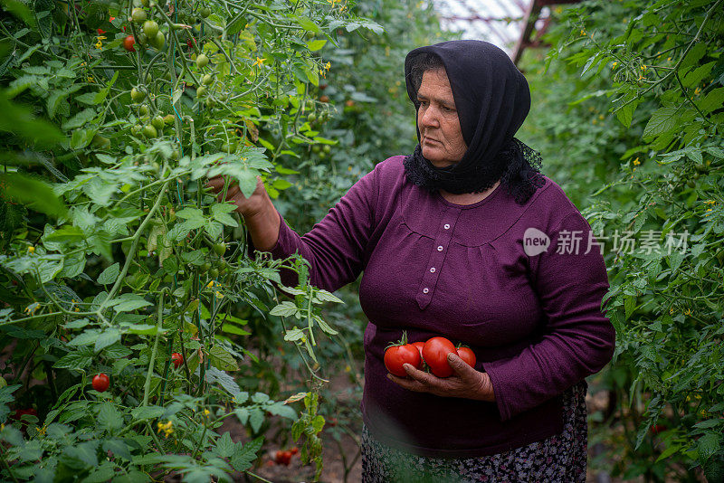 采摘成熟番茄的妇女