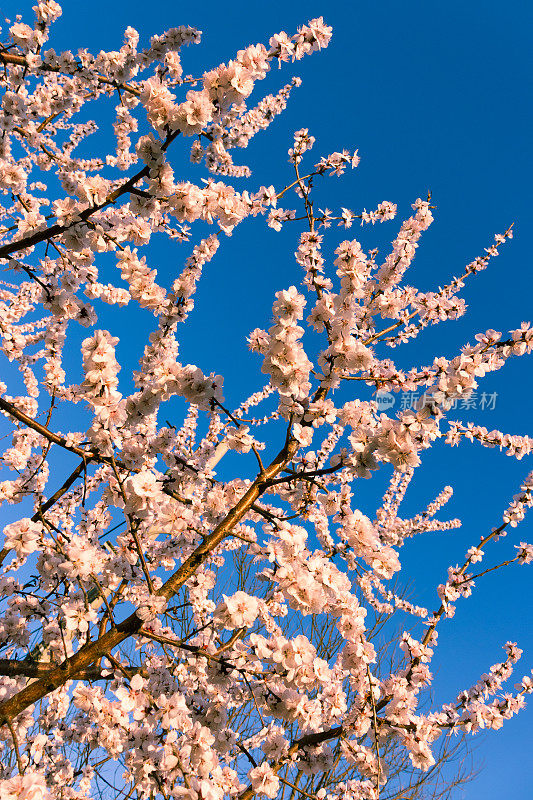 蓝色背景的梅花