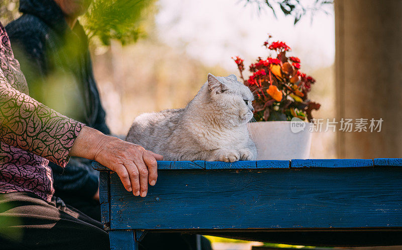 英国短毛猫和它的主人躺在花园里