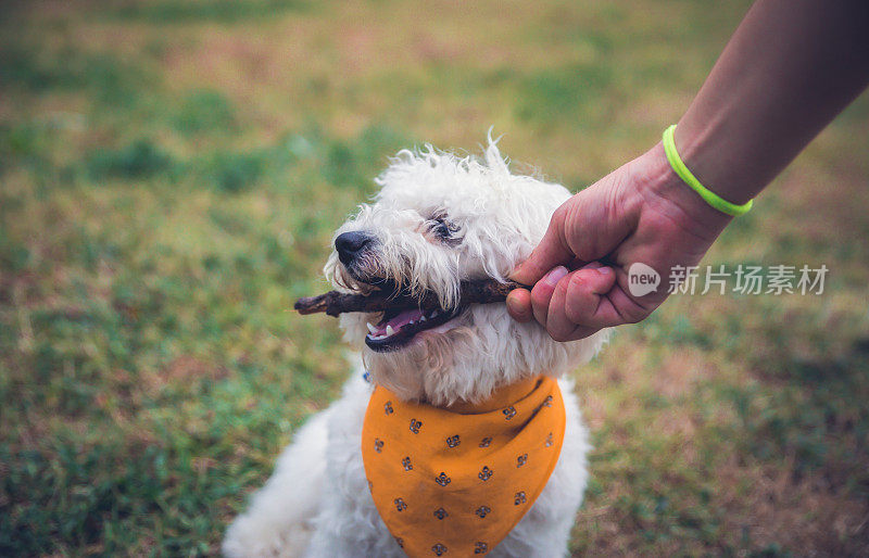 一个女人和她的狗在玩棍子