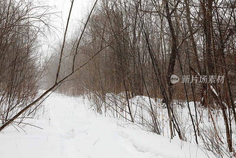 西伯利亚冰雪覆盖的冬季森林