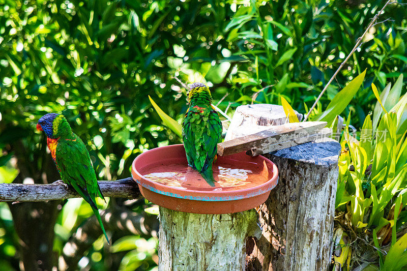 澳大利亚彩虹鹦鹉在后院给鸟洗澡