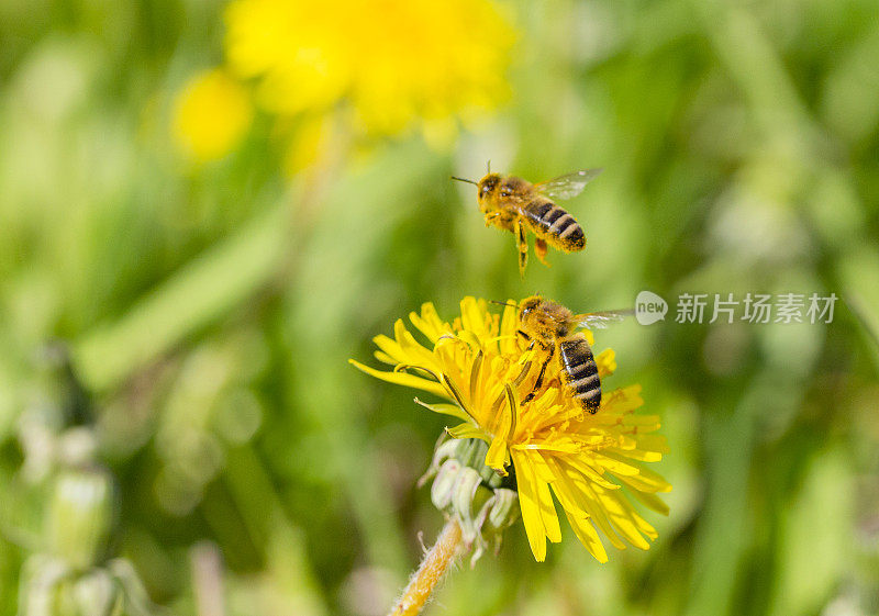 蜜蜂在蒲公英上