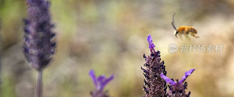 蜜蜂与薰衣草“笨蛋”