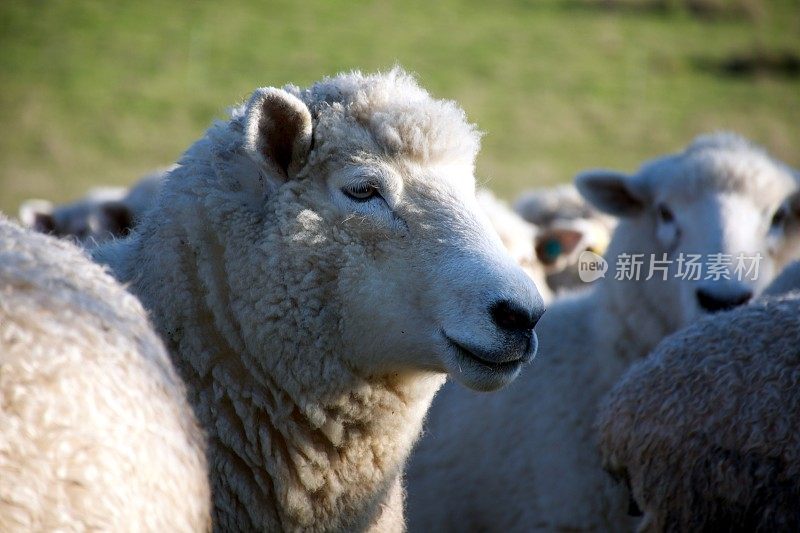 新西兰农村绵羊的特写