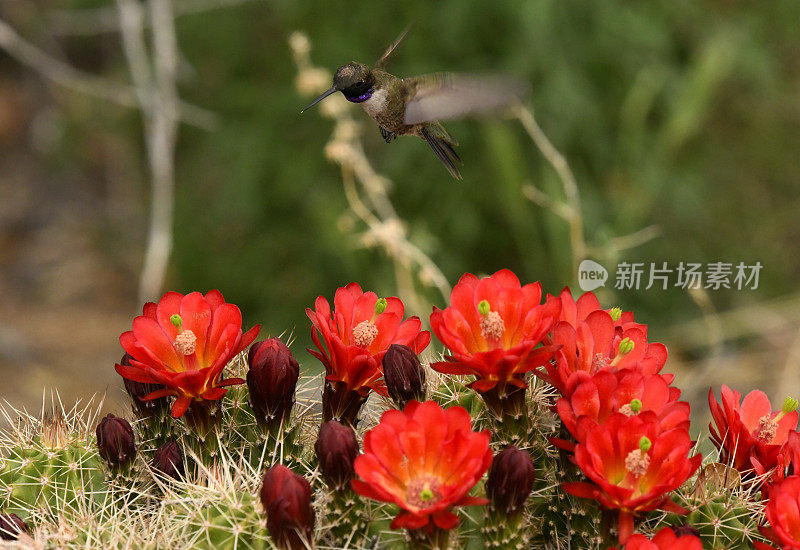 Black-chinned蜂鸟