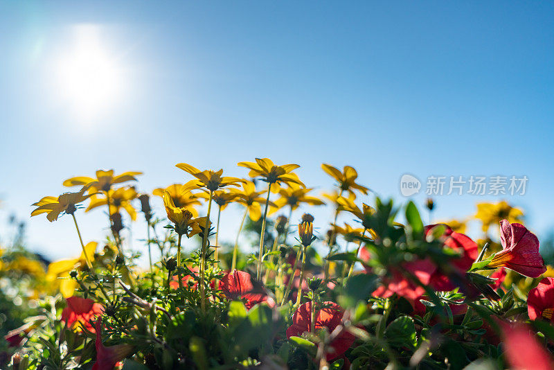 蜡菊黄昏