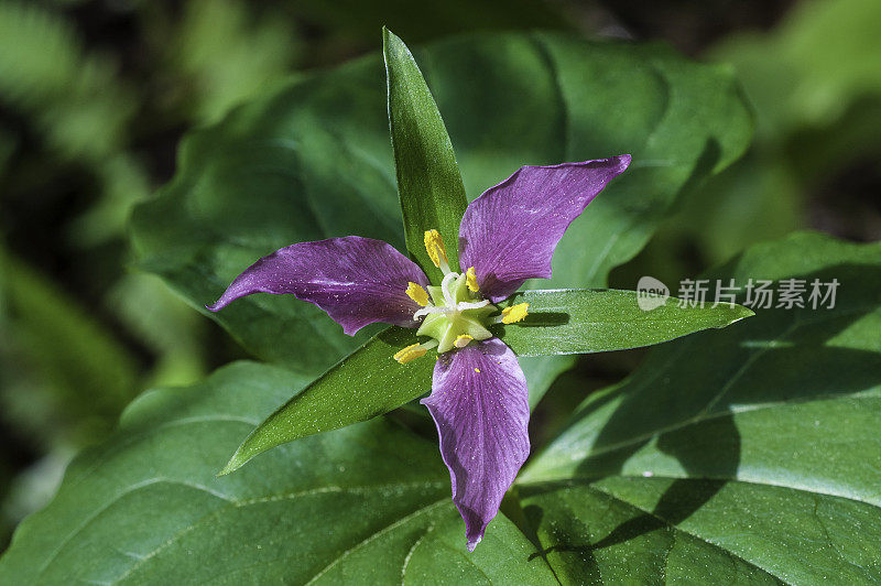 卵形延龄草，西部维克罗宾，太平洋延龄草，或西部白延龄草，有时包括在百合科或黑花科。