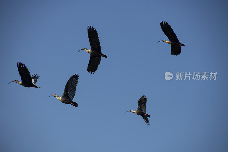 黑脸朱鹮