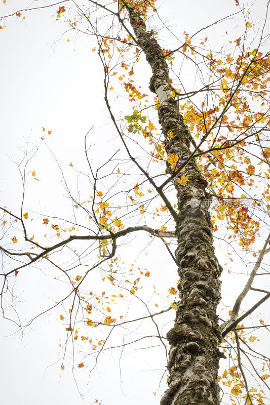 自然-高大的扭曲的枫树树干
