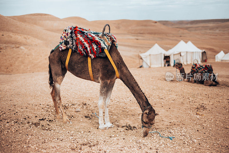 撒哈拉沙漠的单峰骆驼