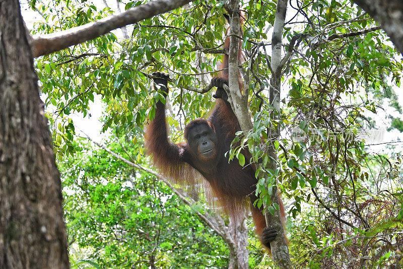 婆罗洲雨林中一只孤独的雄性猩猩