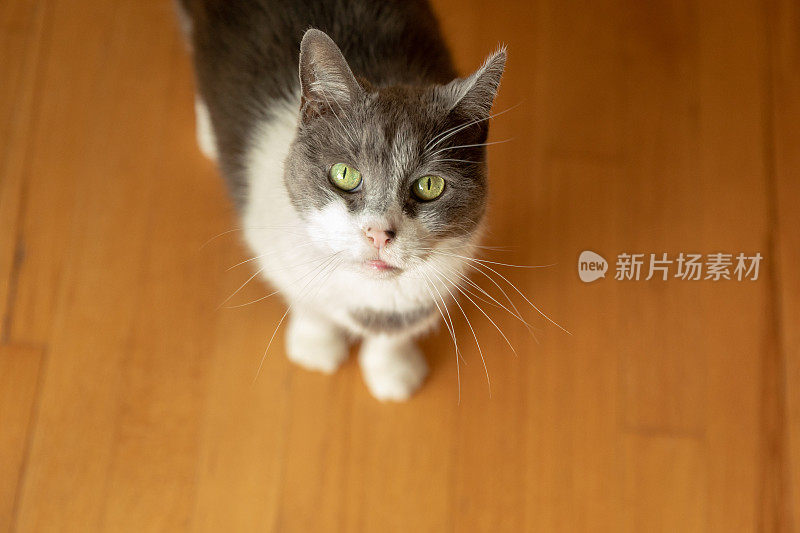 一只DSH猫从硬木地板上抬头看