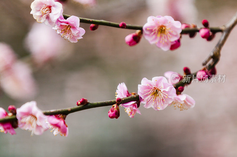 粉色的梅花