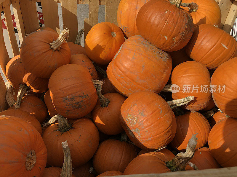 10月31日万圣节前夕，农场商店里有一堆大的、成熟的、有茎的橙色南瓜