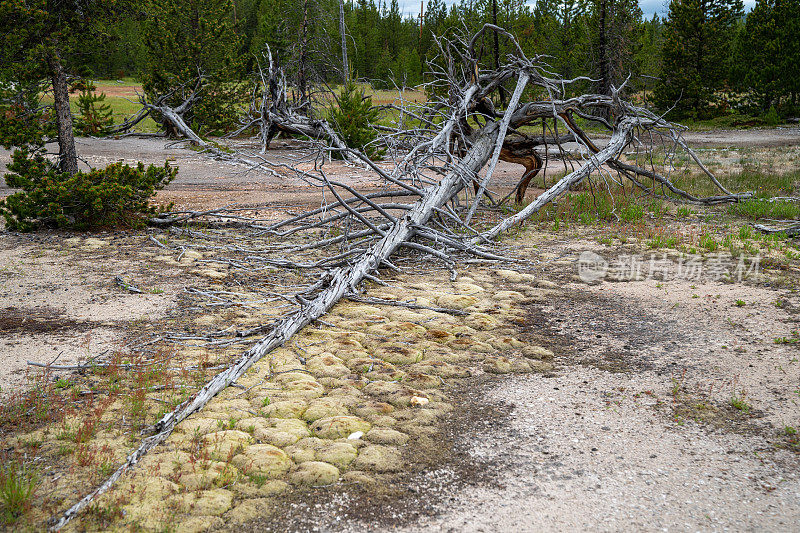 在黄石国家公园的艺术家画罐区，一棵倒下的树被连根拔起，落在了一处温泉的顶部
