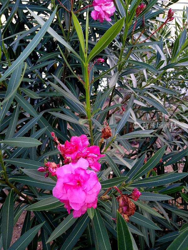 在花园里种植夹竹桃