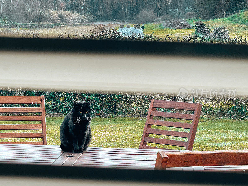 黑猫在户外