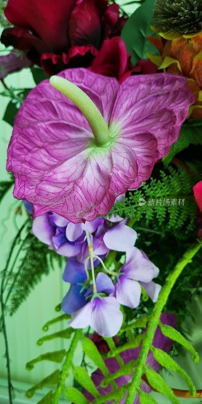 美丽的人工紫色红掌花