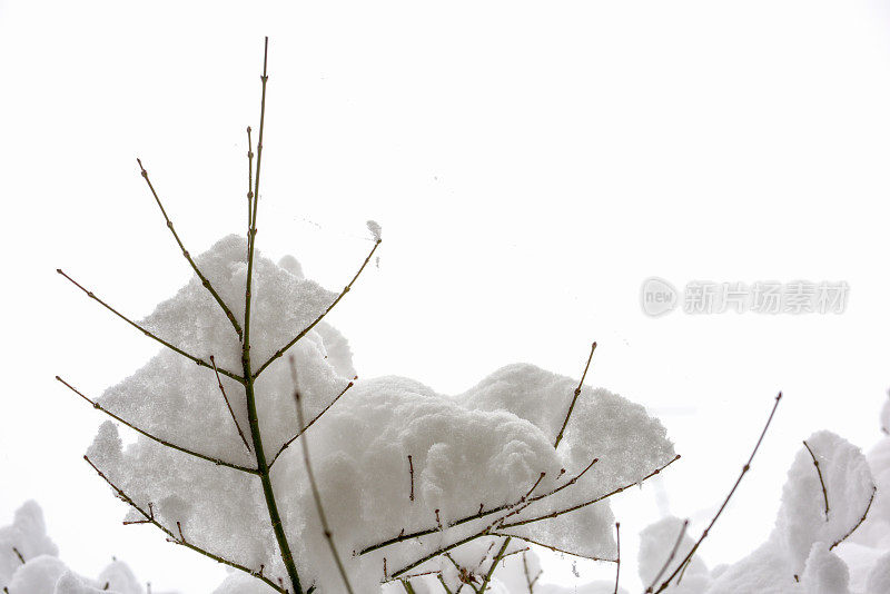 冬天的雪落在光秃秃的树枝上