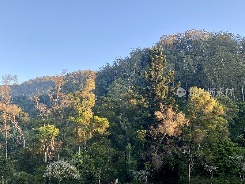 Huonbrook山谷雨林