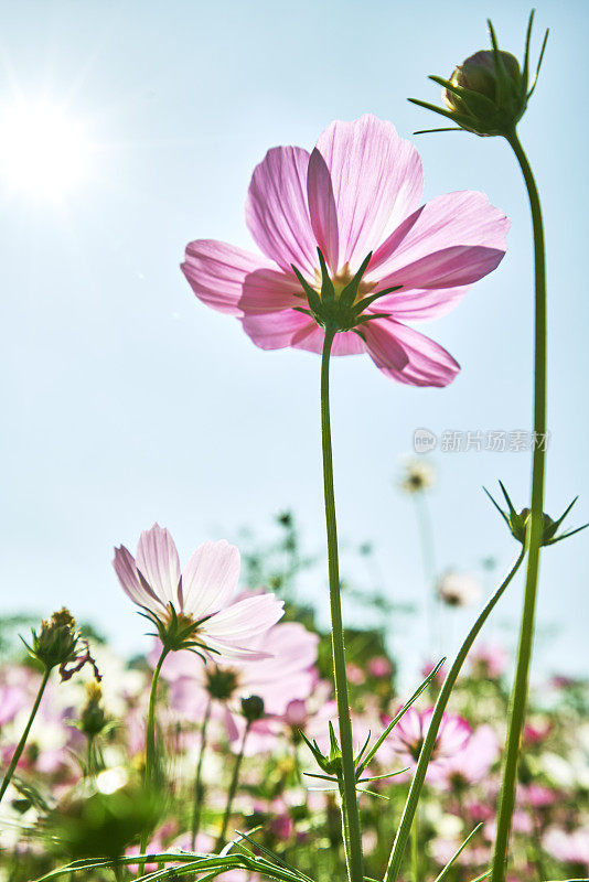 格桑花