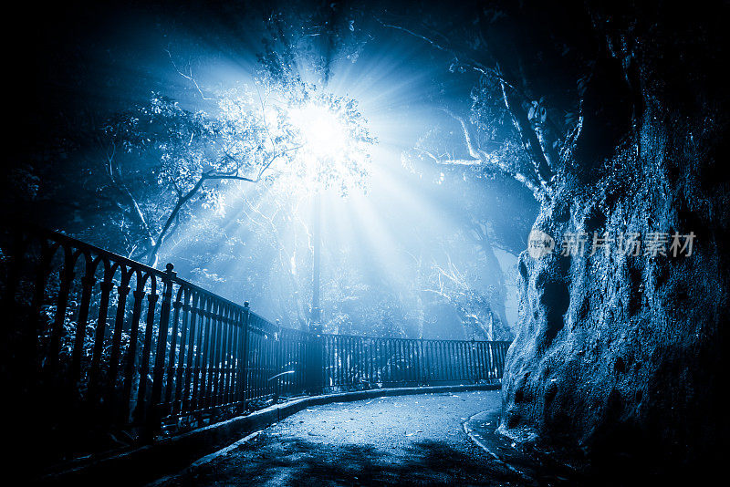 神秘的雾在黑暗的公园与方式的光