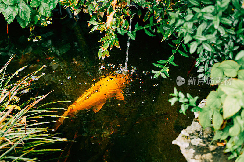 花园池塘里的鲤鱼