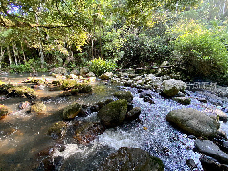 热带雨林溪-霍恩布鲁克山谷，新南威尔士