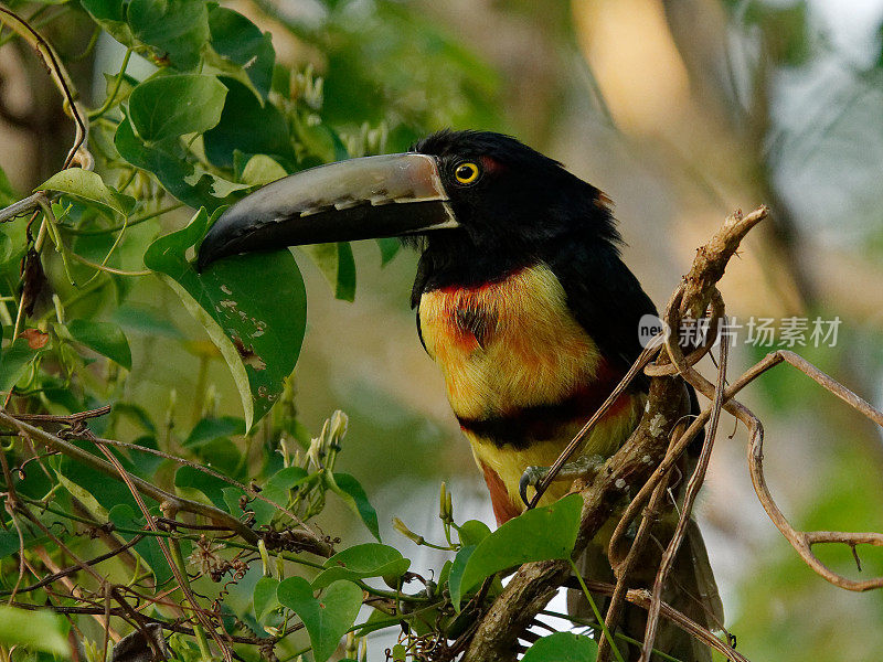 成卷的Aracari